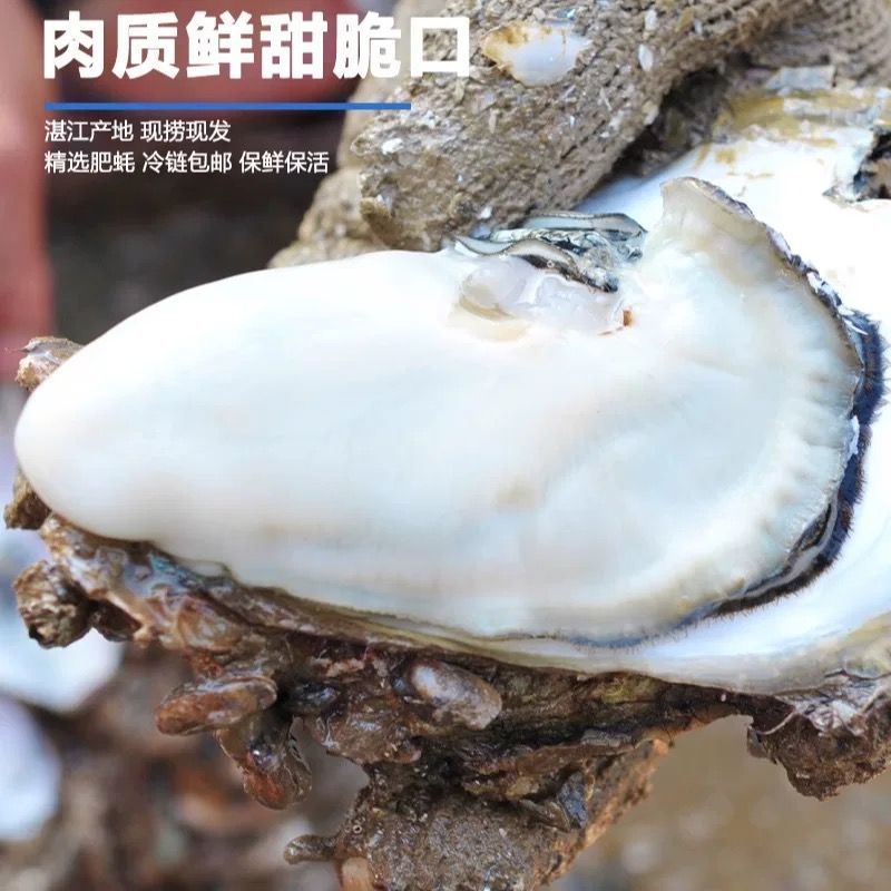 湛江特产生蚝官渡本地鲜活生蚝新鲜带壳海鲜水产正宗批发冰鲜发货