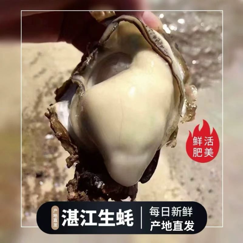 湛江特产生蚝官渡本地鲜活生蚝新鲜带壳海鲜水产正宗批发冰鲜发货