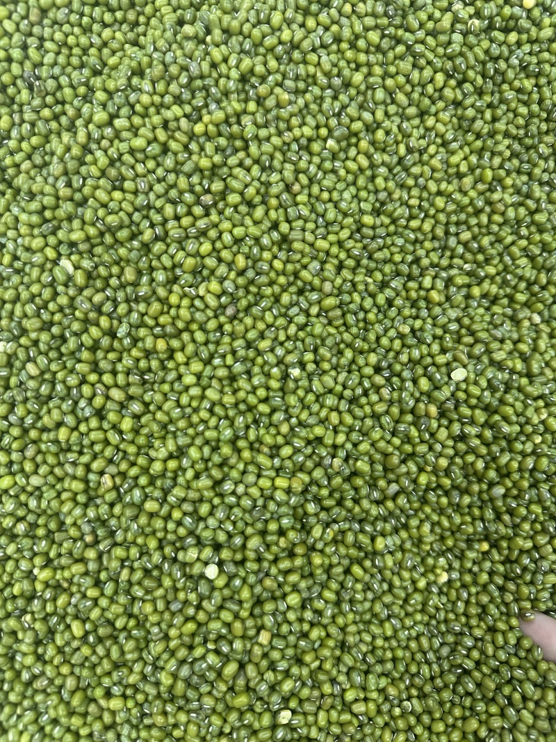 常年出售绿豆大绿豆30吨起订