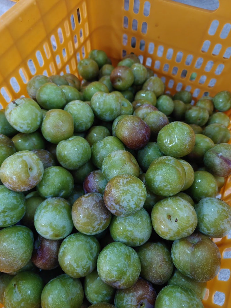 四川精品半边红脱骨李，产地直供，大量供应市场,商超,电商