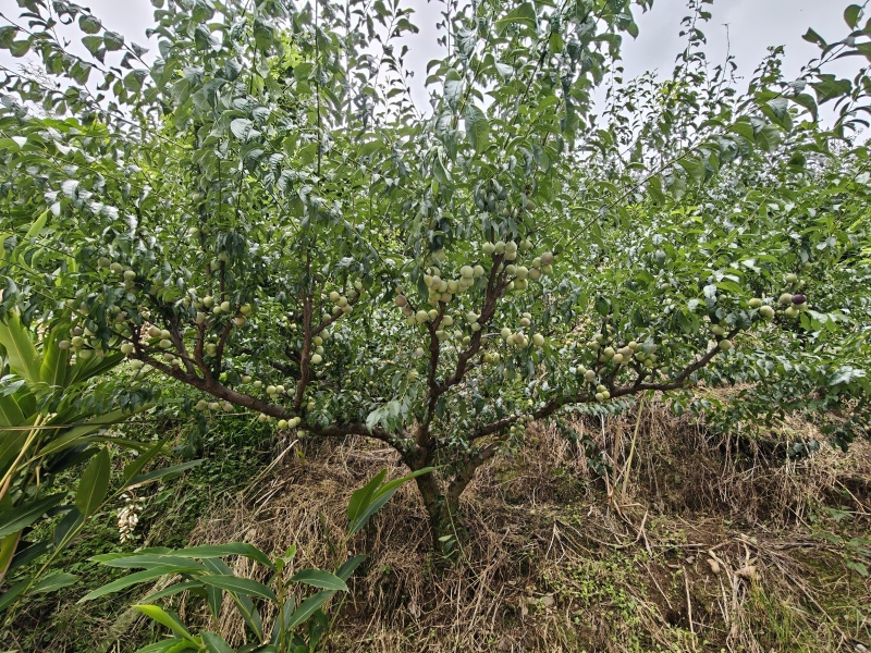 四川精品半边红脱骨李，产地直供，大量供应市场,商超,电商