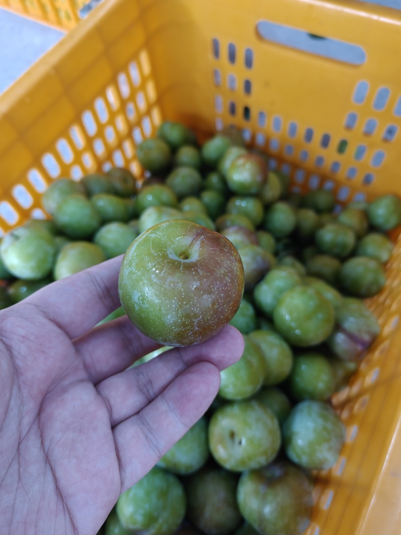四川精品半边红脱骨李，产地直供，大量供应市场,商超,电商