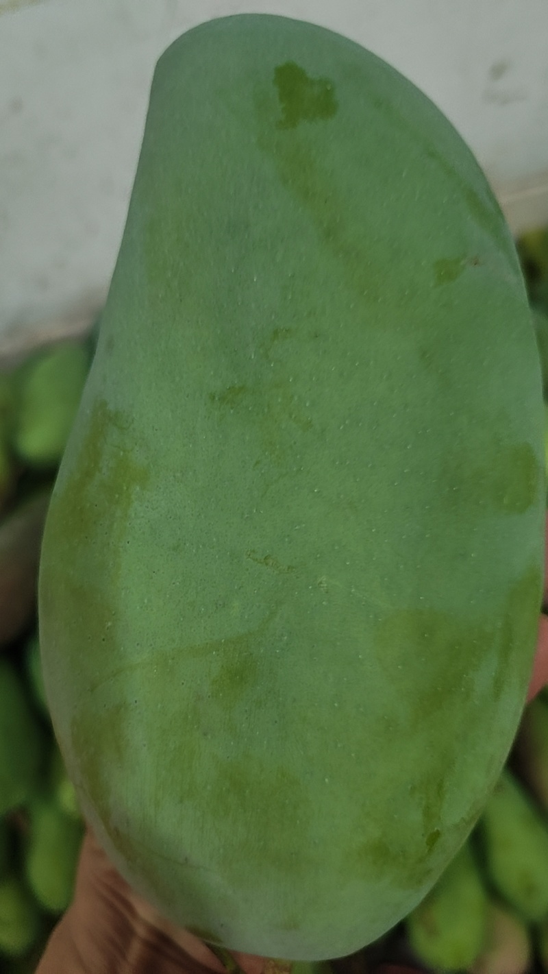 广西大青芒一级，单果一斤起步，口感好，不易坏，糖度高