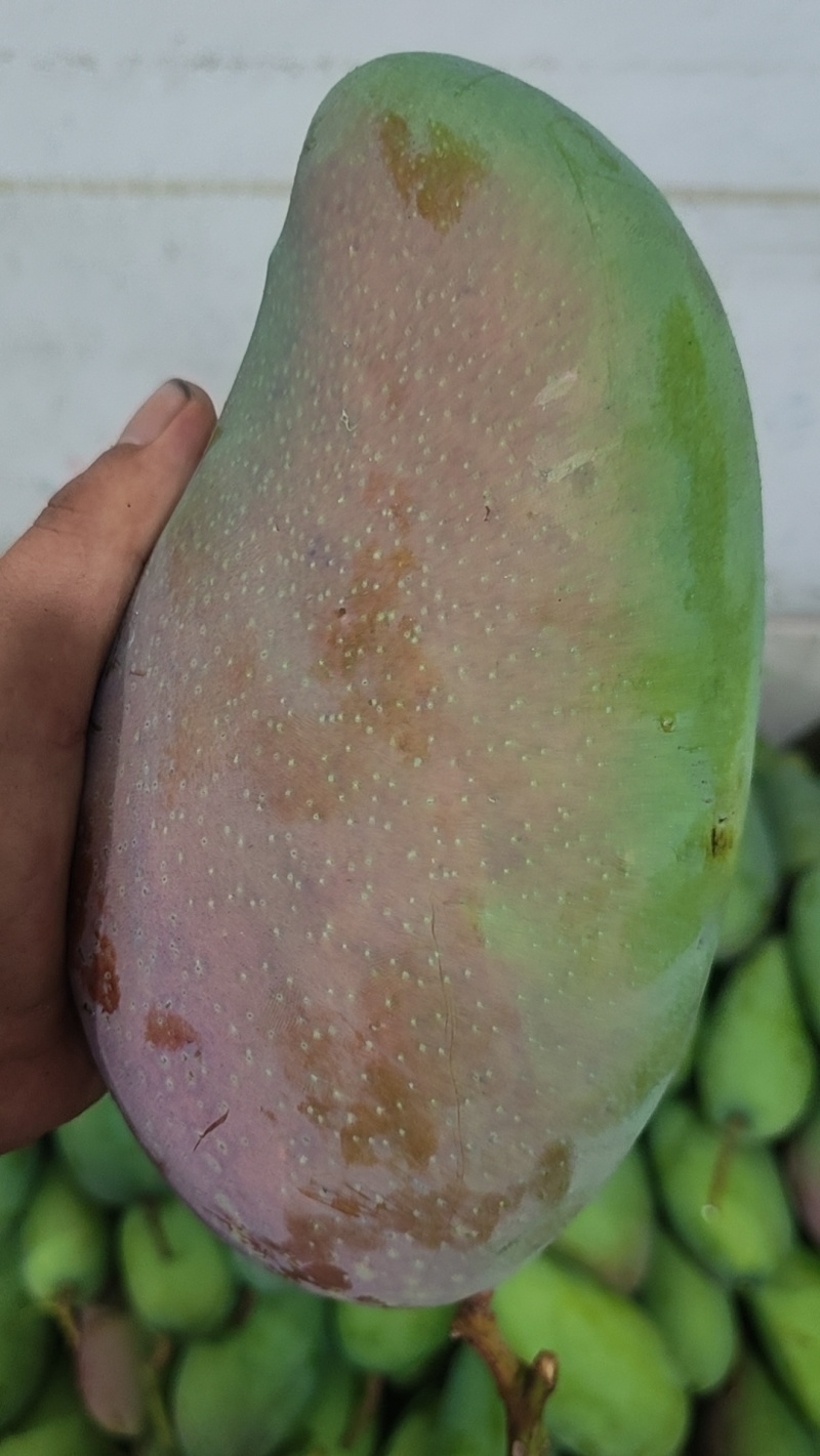 广西大青芒一级，单果一斤起步，口感好，不易坏，糖度高