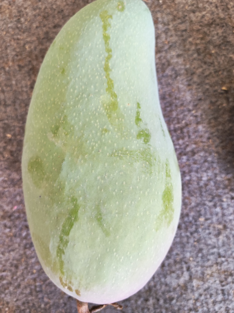 广西大青芒一级，单果一斤起步，口感好，不易坏，糖度高