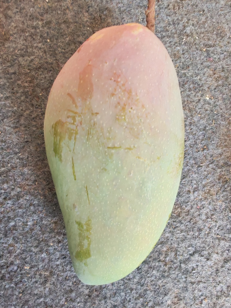 广西大青芒一级，单果一斤起步，口感好，不易坏，糖度高