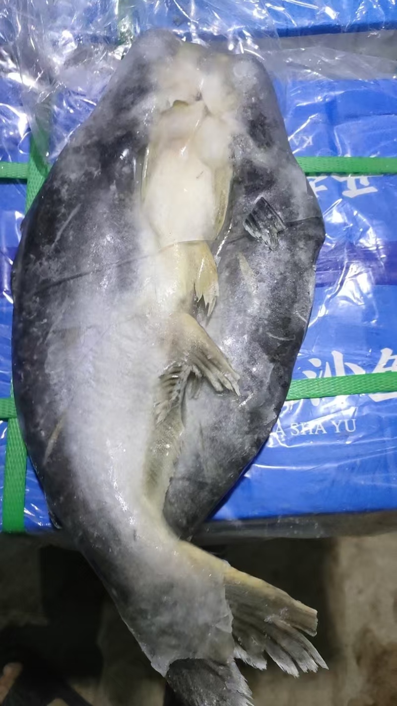 巴沙鱼