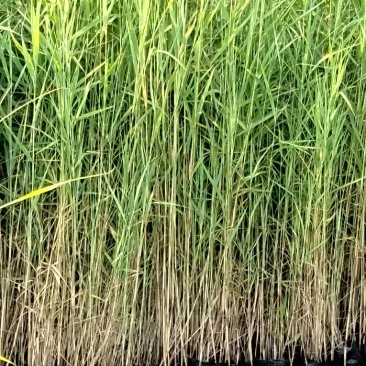 小盆栽芦苇