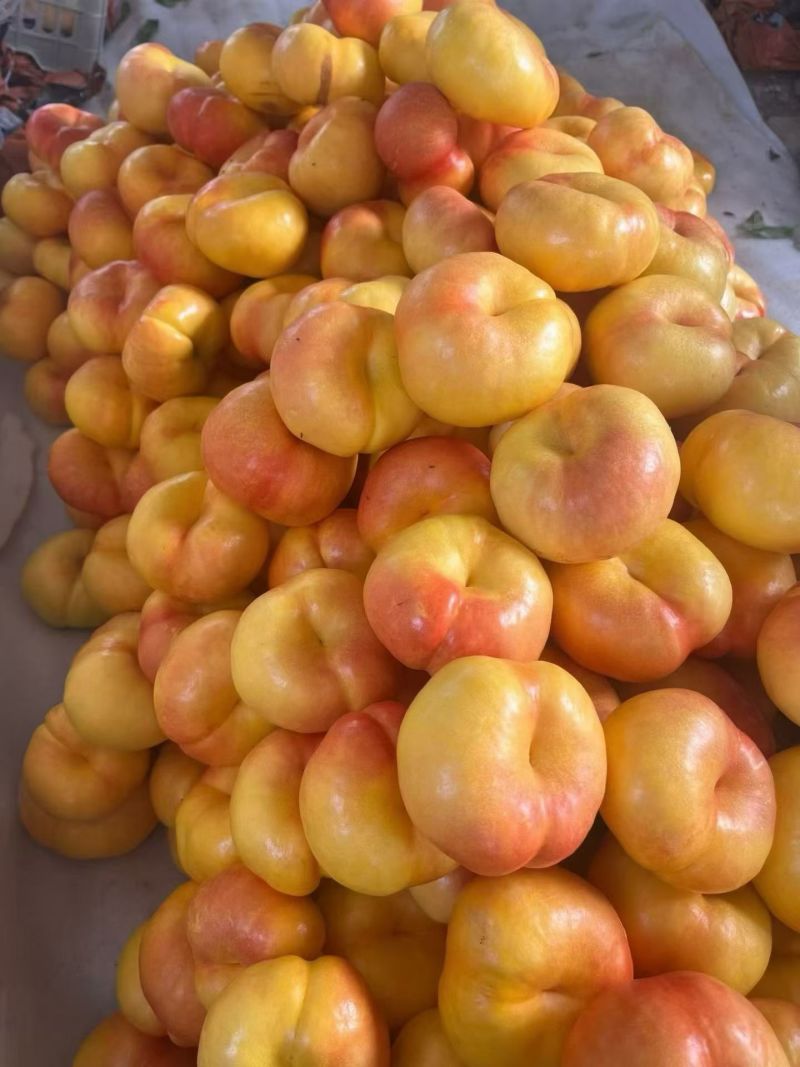 正宗蒙阴蜜桃200个品种