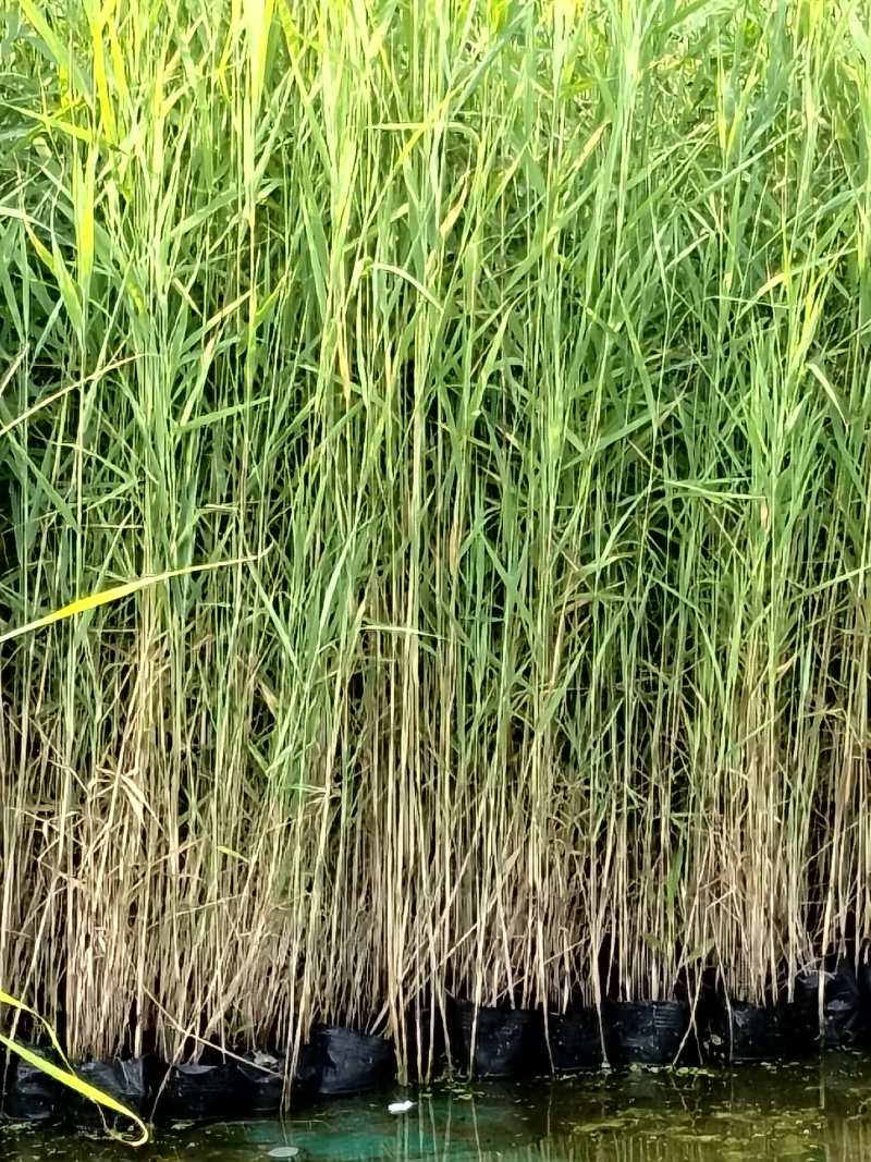 小盆栽芦苇