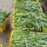 柳叶空心菜，货在金堂