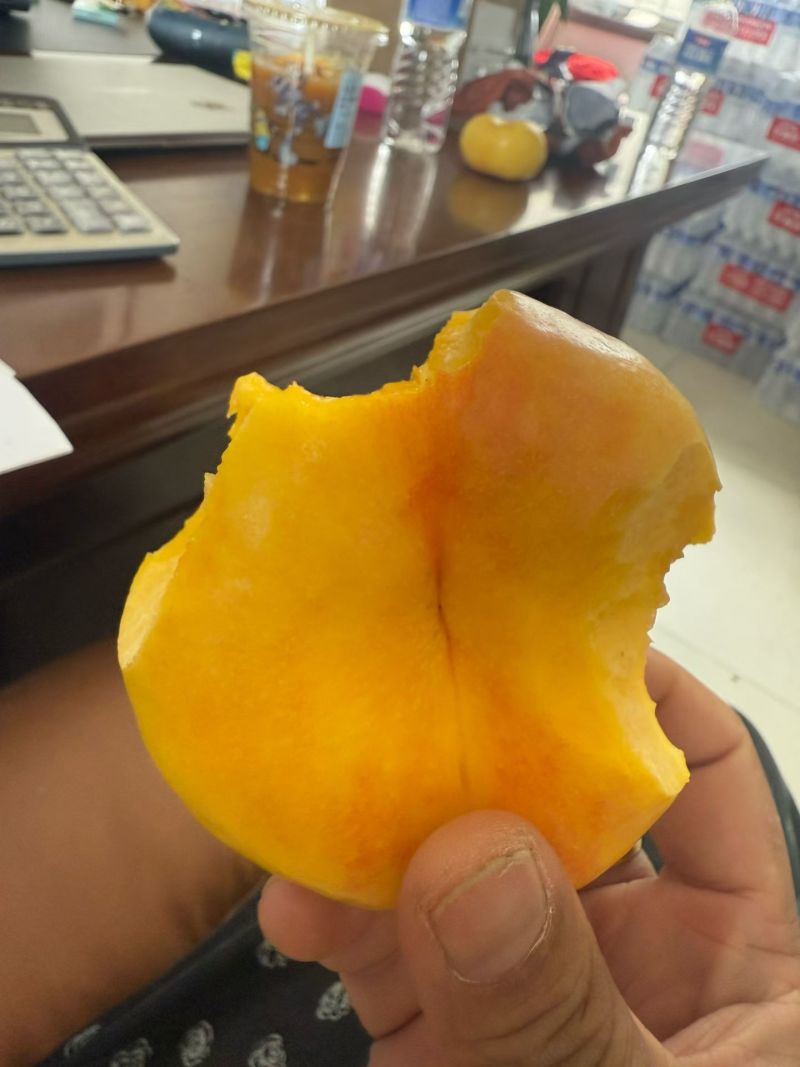 蒙阴蜜桃200个品种