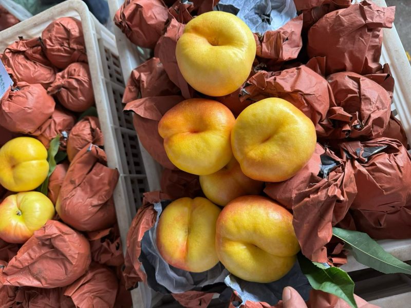 蒙阴蜜桃200个品种
