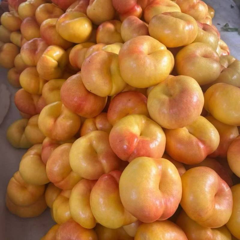 蒙阴蜜桃200个品种
