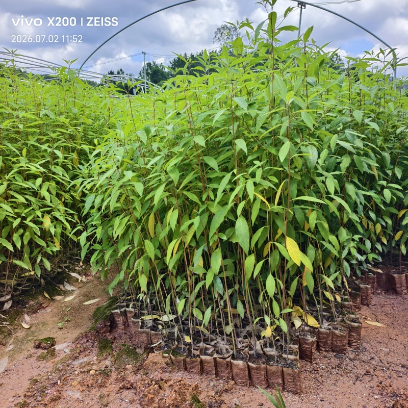 木姜子苗山苍子苗杯苗地苗广西钦州灵山伯劳镇自产自销