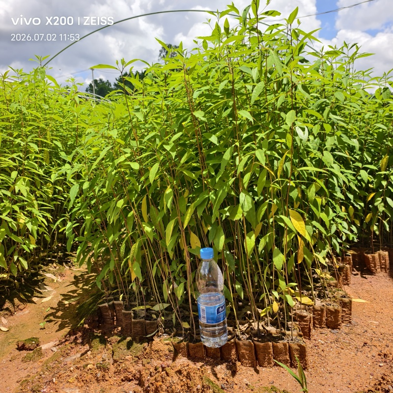木姜子苗山苍子苗杯苗地苗广西钦州灵山伯劳镇自产自销