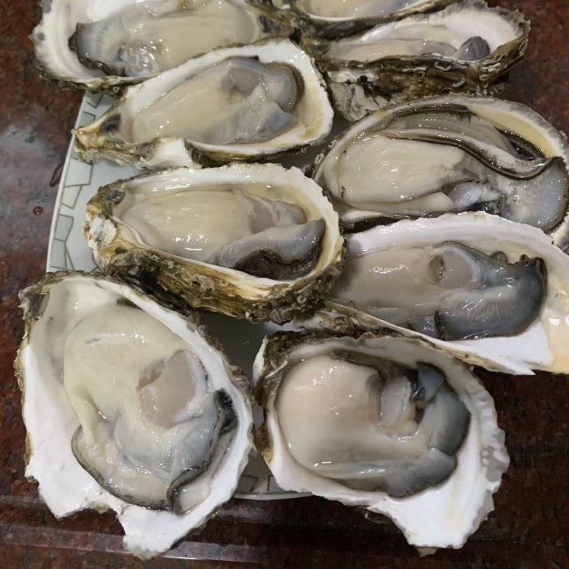 潮州蚝福建蚝汫洲生蚝中蚝