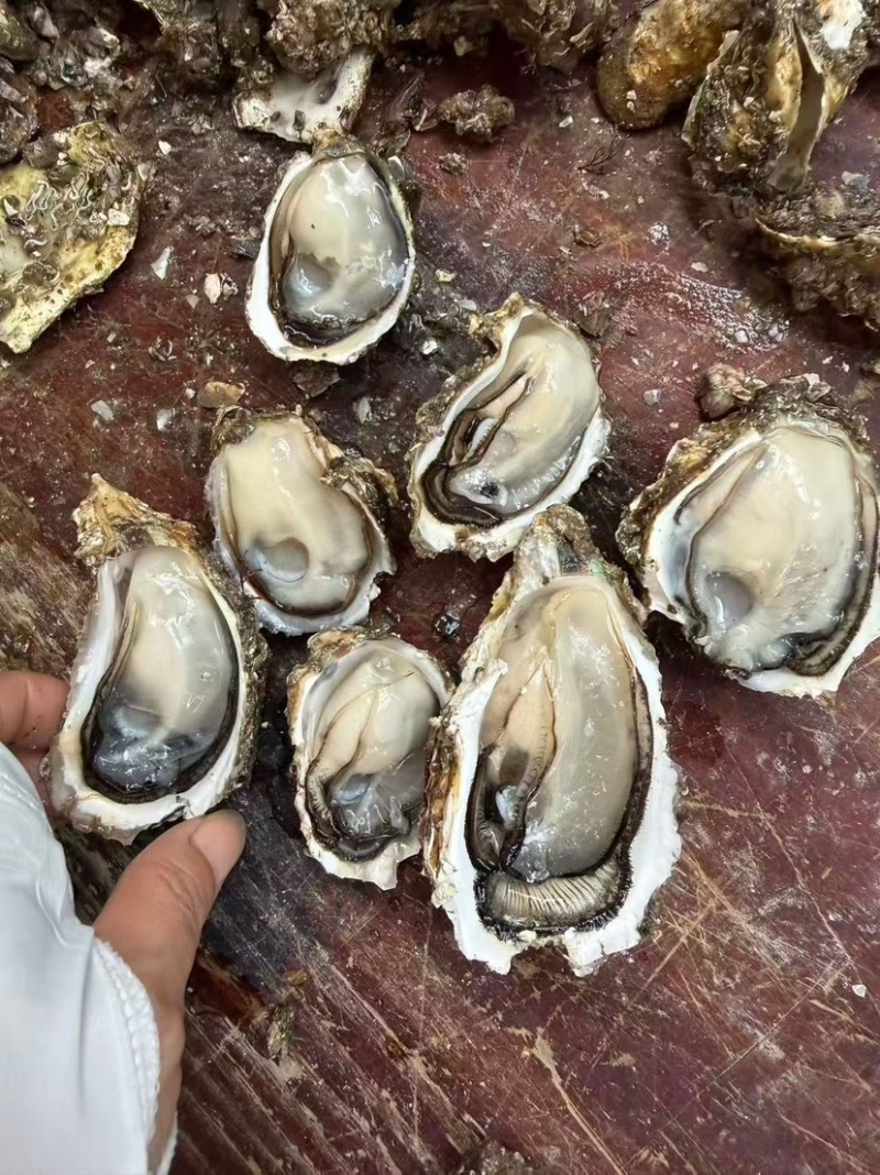潮州蚝福建蚝汫洲生蚝中蚝