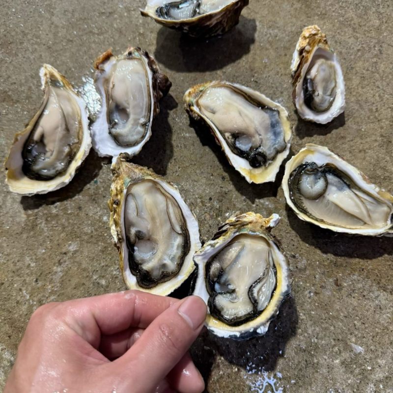 南澳蚝福建蚝潮州蚝汫洲生蚝大蚝