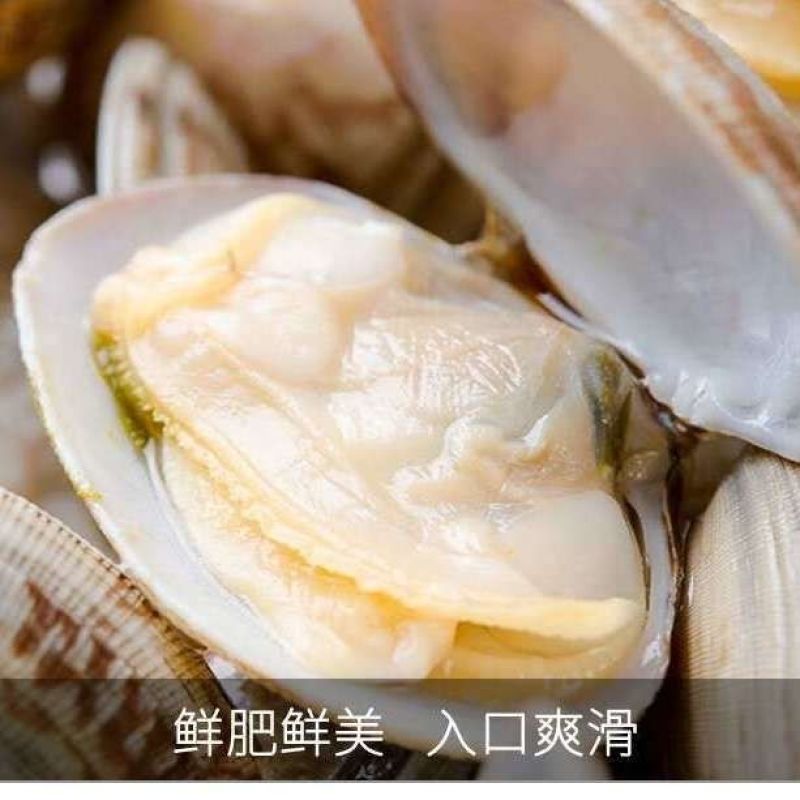 新鲜花甲鲜活带花甲薄皮贝壳类花蚬子花甲蛤蜊码头直发批发不带水