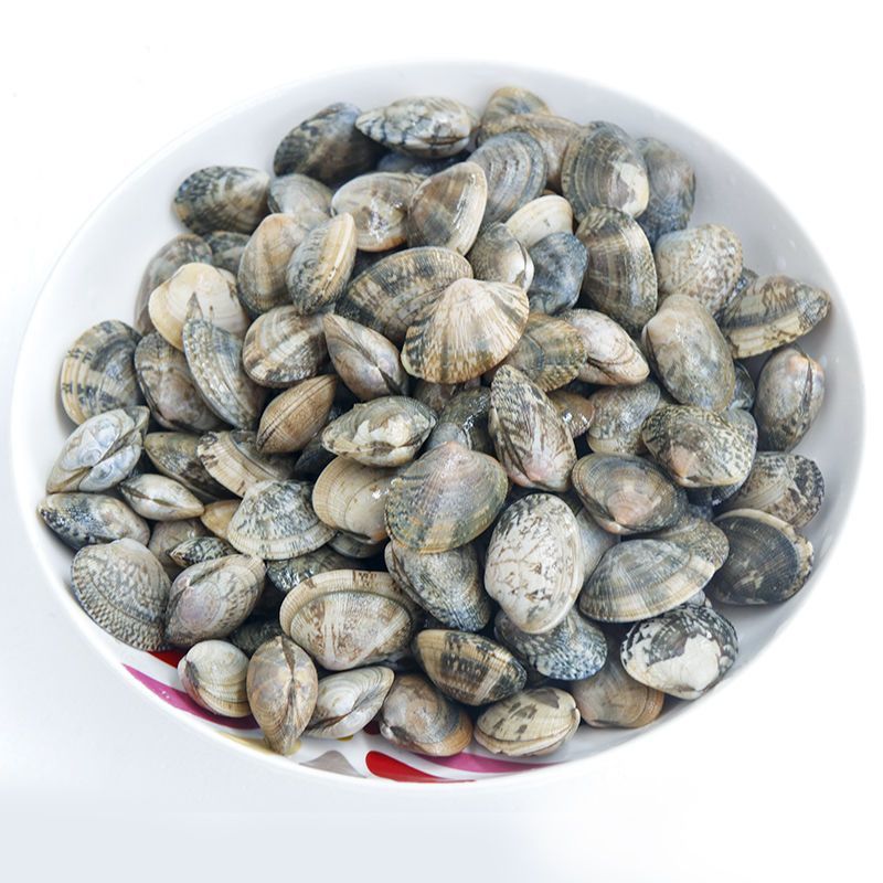 新鲜花甲鲜活带花甲薄皮贝壳类花蚬子花甲蛤蜊码头直发批发不带水