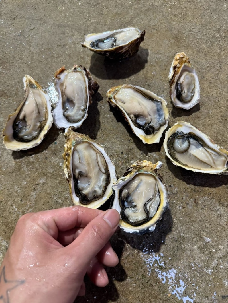 南澳蚝福建蚝潮州蚝汫洲生蚝大蚝