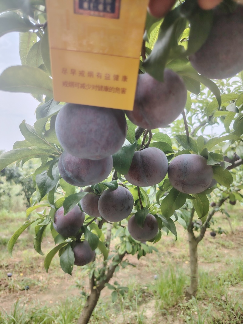 黑布林大量上市个大，口感甘甜可口，货源充足供应电商