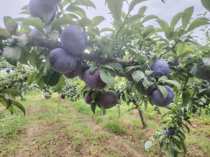 黑布林大量上市个大，口感甘甜可口，货源充足供应电商