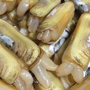 新鲜鲜活大蛏子蛏王现挖肥美鲜甜批发贝类冰鲜锁鲜快运每天现挖