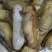 新鲜鲜活大蛏子蛏王现挖肥美鲜甜批发贝类冰鲜锁鲜快运每天现挖