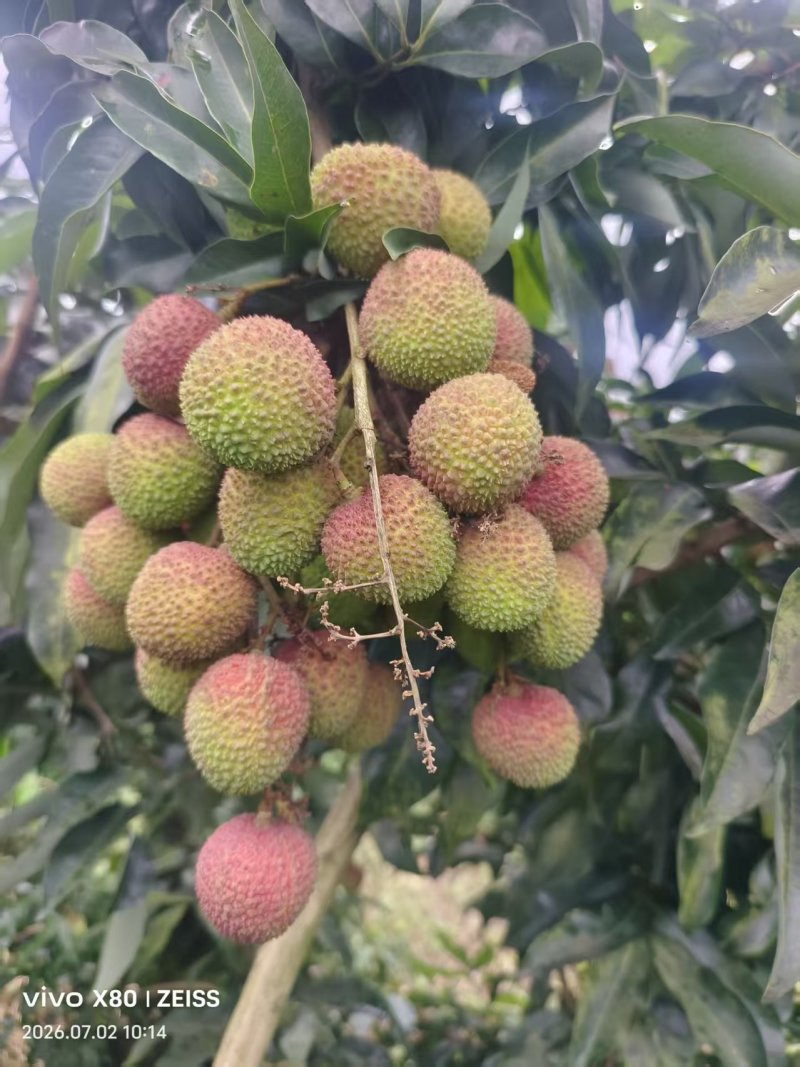 妃子笑荔枝一件代发包邮京东空运冷链次日达产地直销