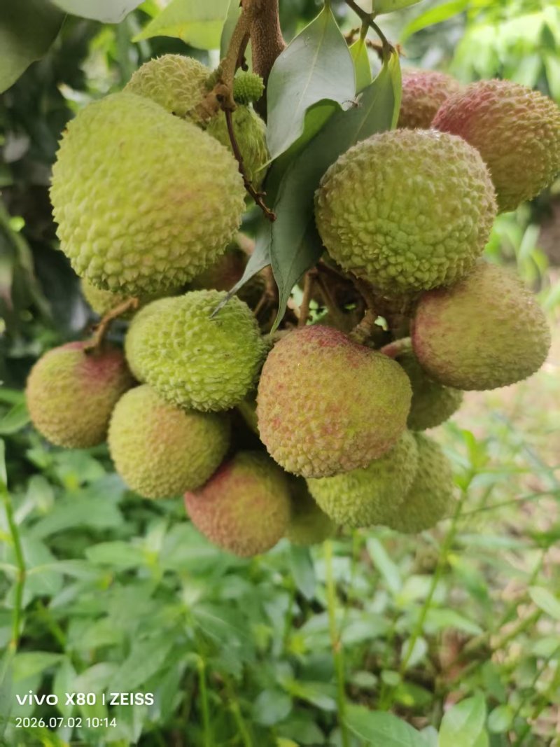 妃子笑荔枝一件代发包邮京东空运冷链次日达产地直销