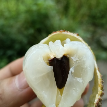 妃子笑荔枝一件代发包邮京东空运冷链次日达产地直销