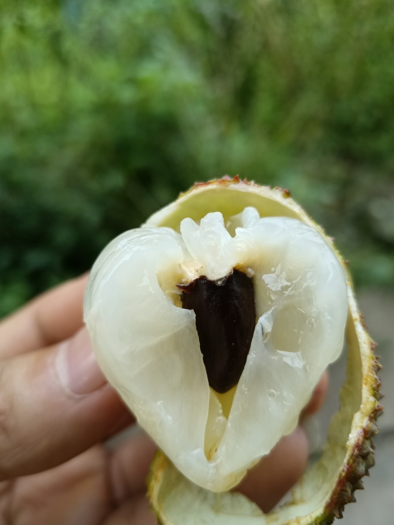妃子笑荔枝一件代发包邮京东空运冷链次日达产地直销