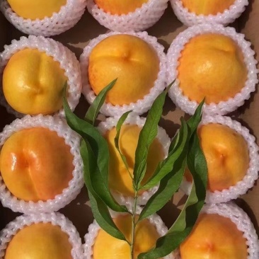 澳优
