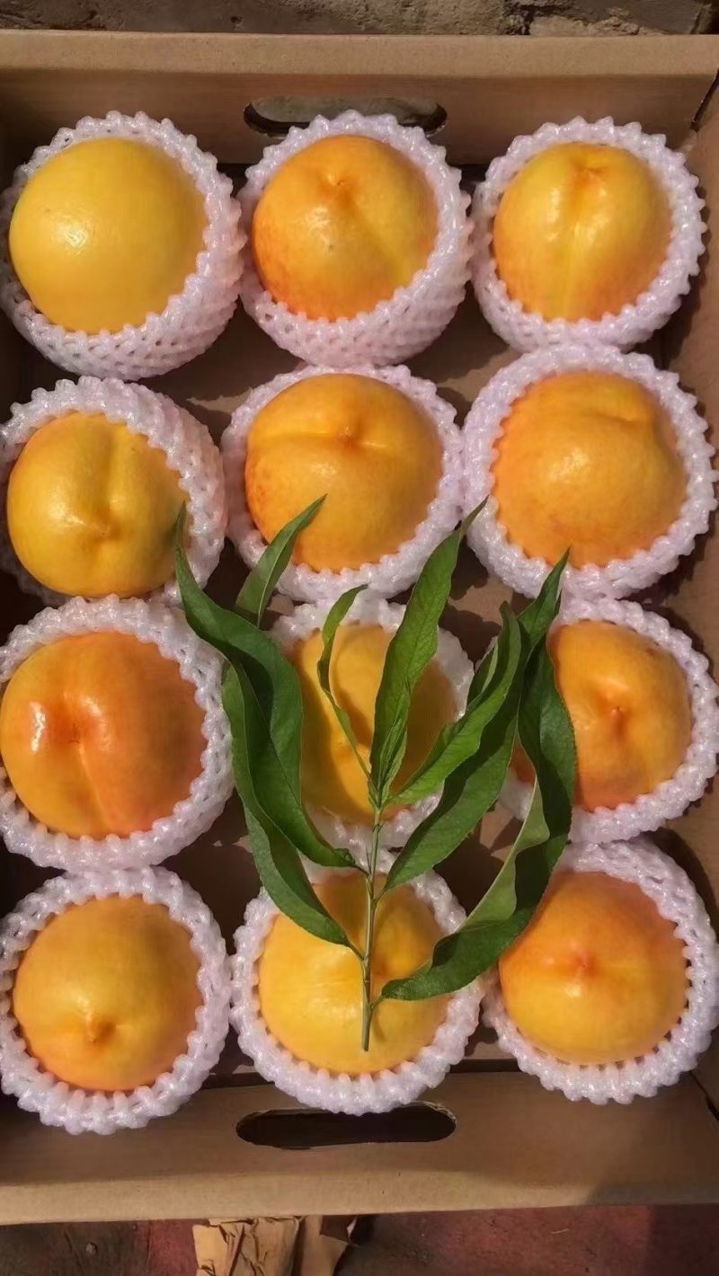 澳优
