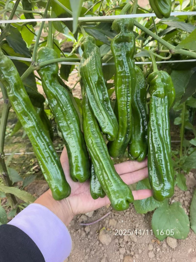 薄皮辣椒种子萧新369薄皮泡椒种籽泡椒蔬菜杂交种春秋播辣