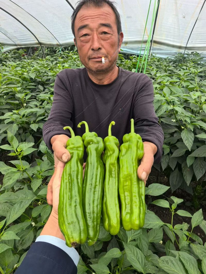 薄皮辣椒种子萧新369薄皮泡椒种籽泡椒蔬菜杂交种春秋播辣