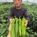 薄皮辣椒种子萧新369薄皮泡椒种籽泡椒蔬菜杂交种春秋播辣