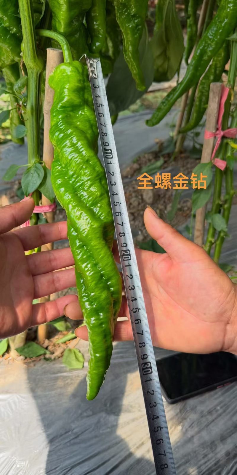 全螺金钻螺丝椒种子早熟全螺旋麻面长果螺丝椒籽抗寒抗病辣椒