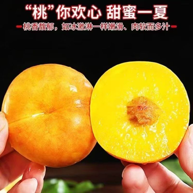 油蟠桃，果大汁多，鲜甜可口，货量充足，产地直发对接批发