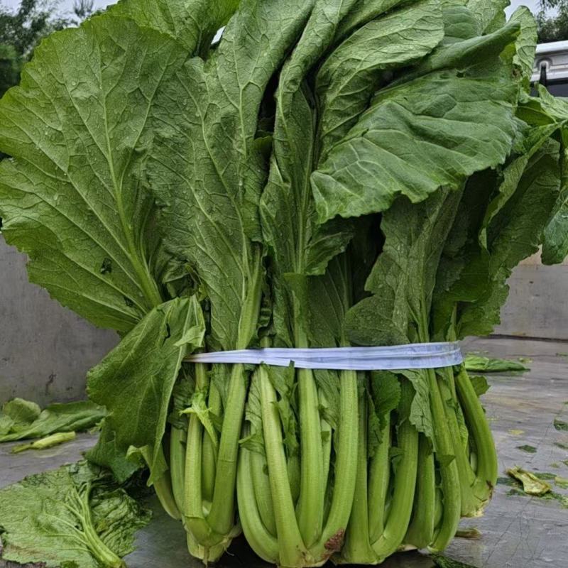 芥菜