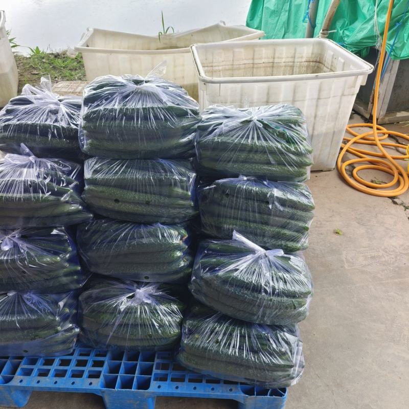蜜刺黄瓜大量上市支持视频看货伦价欢迎订购