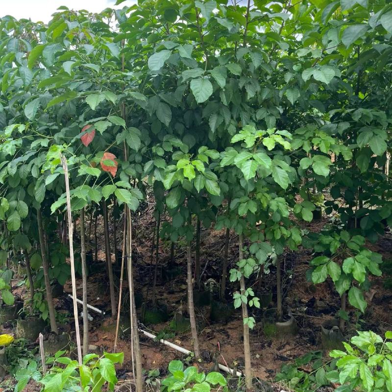 秋枫原生苗2-5分，大量现货