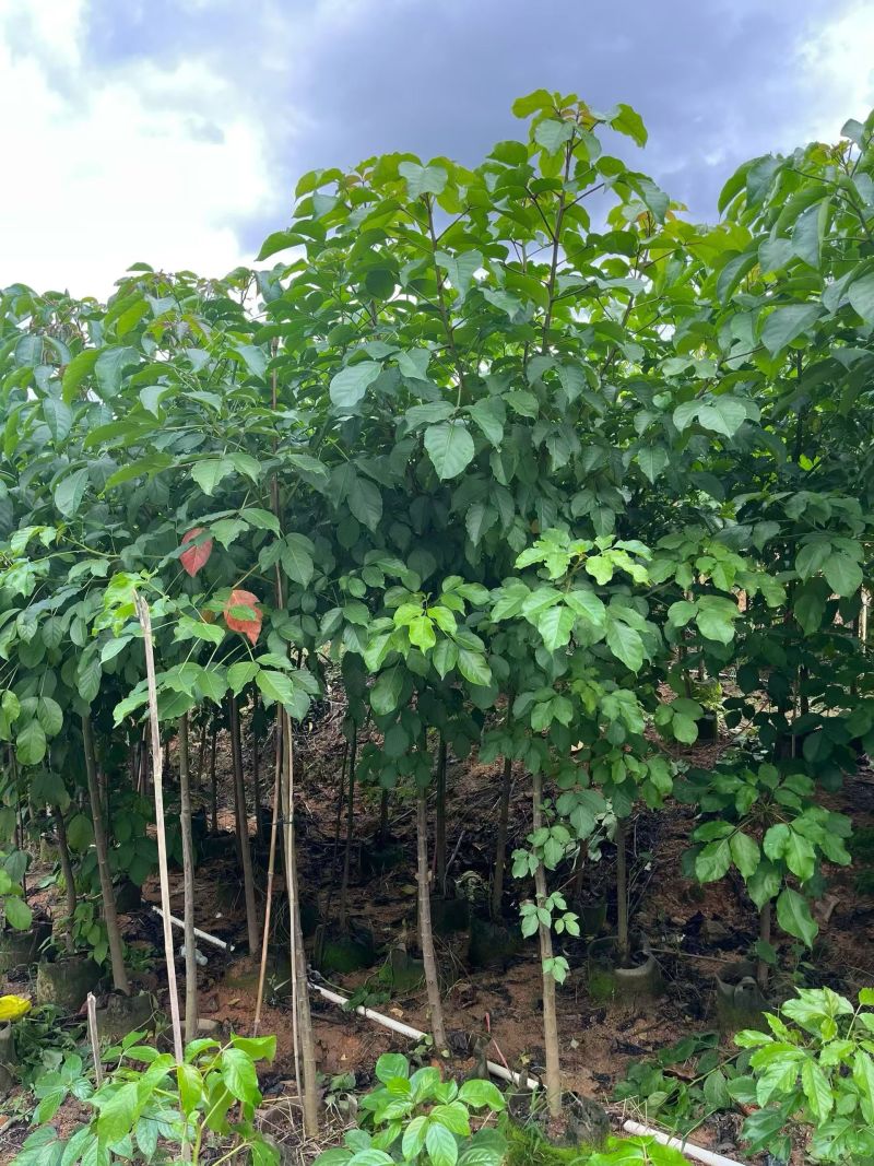 秋枫原生苗2-5分，大量现货