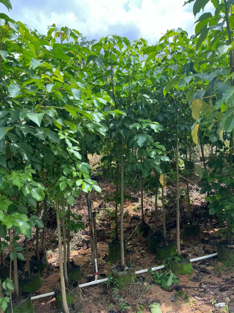 秋枫原生苗2-5分，大量现货