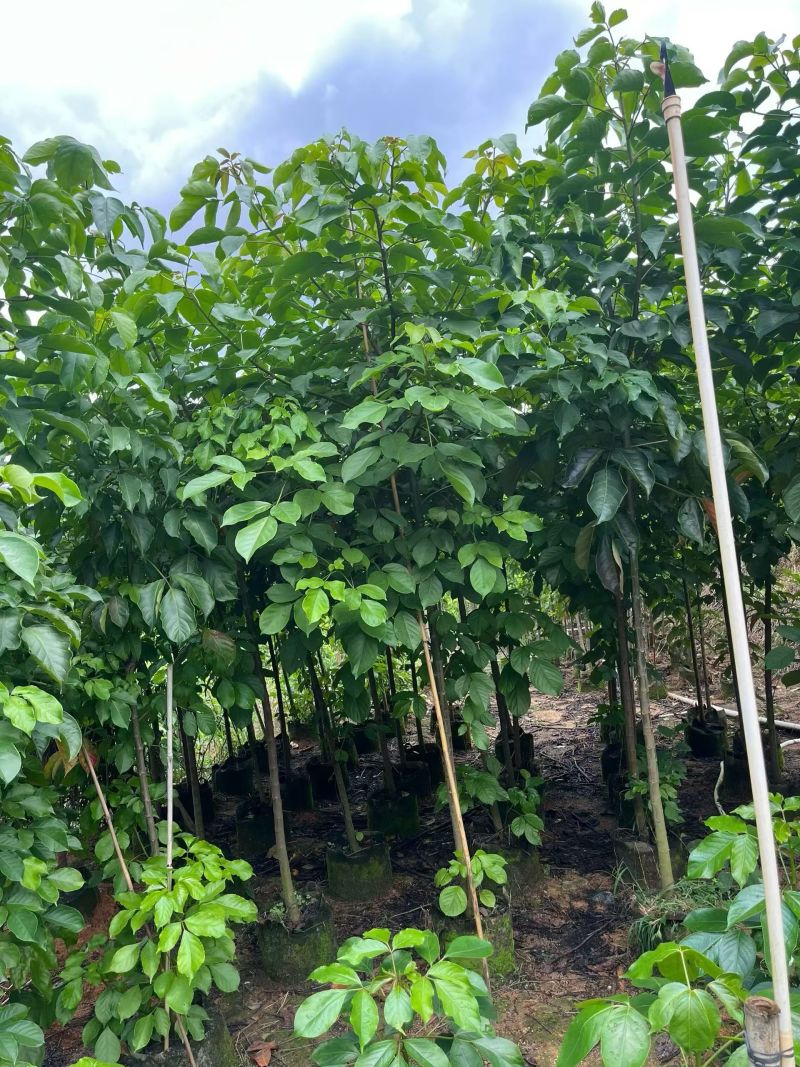 秋枫原生苗2-5分，大量现货
