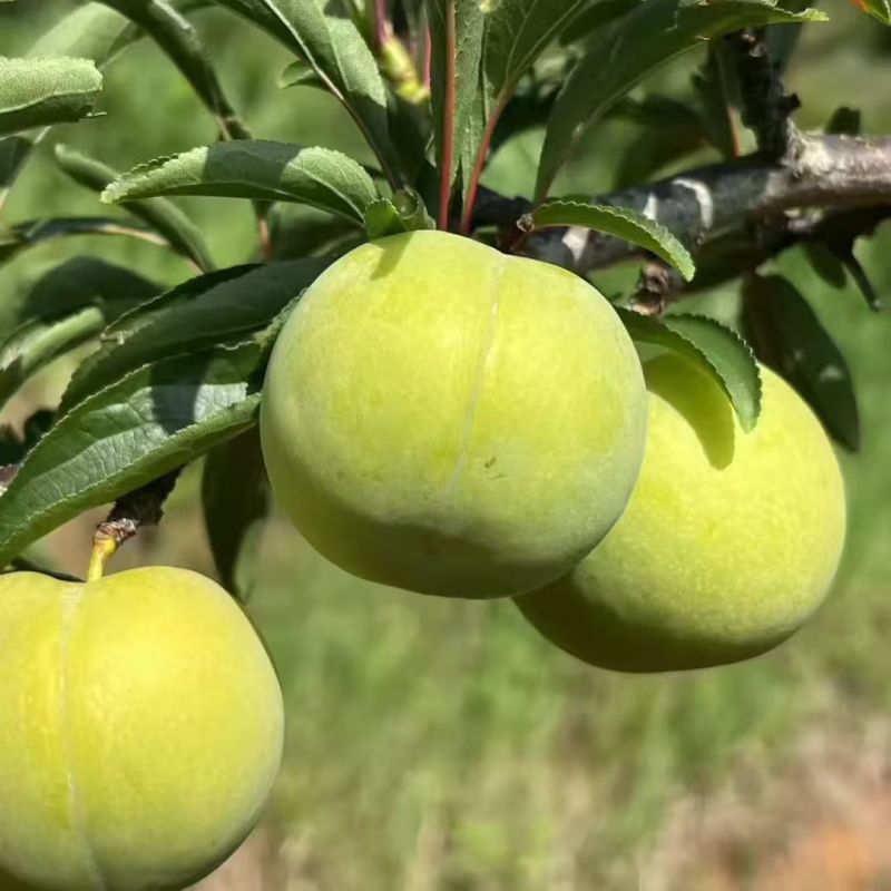 蜂糖李子