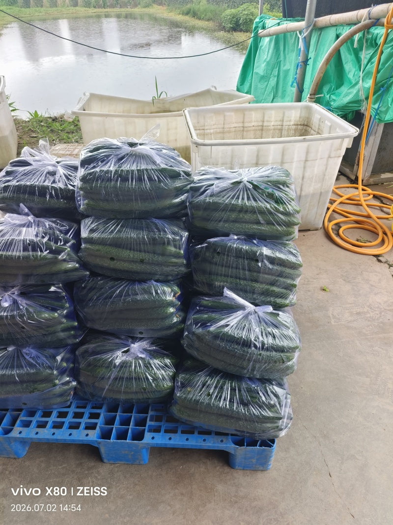 蜜刺黄瓜大量上市支持视频看货伦价欢迎订购