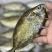 泥猛新鲜活海捕海鱼秋叶海鲜柠檬水产冷冻篮子整条批发冰鲜锁鲜发